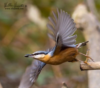 Picchio muratore (Sitta europaea)