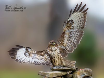 Poiana (Buteo buteo)