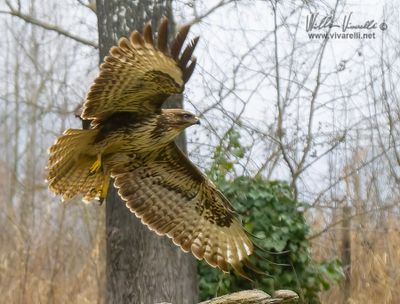 Poiana (Buteo buteo)