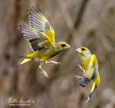 Verdone (Chloris chloris)