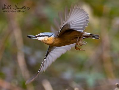 Picchio muratore (Sitta europaea)