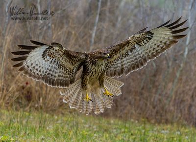 Poiana (Buteo buteo)