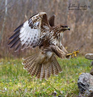 Poiana (Buteo buteo)