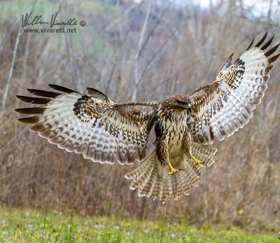 Poiana (Buteo buteo)