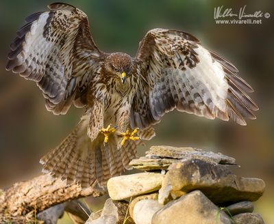 Poiana (Buteo buteo)