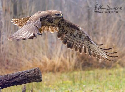 Poiana (Buteo buteo)