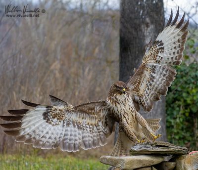 Poiana (Buteo buteo)