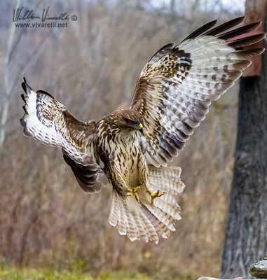 Poiana (Buteo buteo)