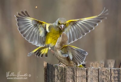Verdone (Chloris chloris)