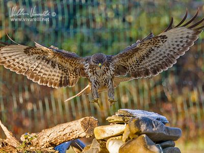 Poiana (Buteo buteo)
