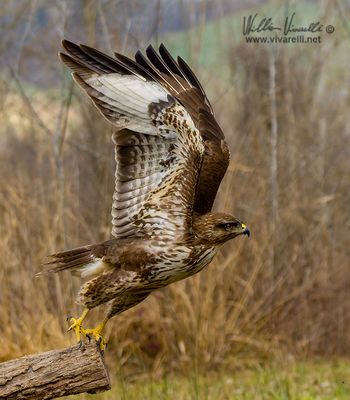 Poiana (Buteo buteo)