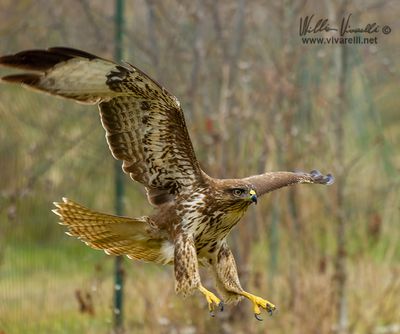 Poiana (Buteo buteo)
