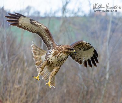 Poiana (Buteo buteo)