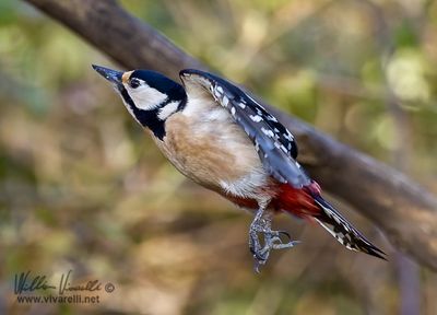 Picchio rosso maggiore (Dendrocopos major)c