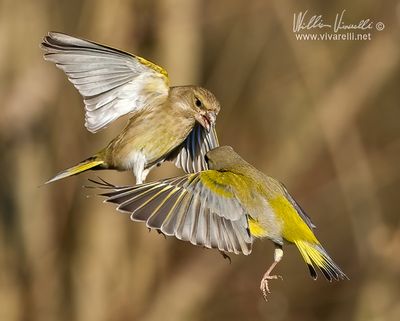 Verdone (Chloris chloris)