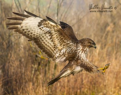 Poiana (Buteo buteo)