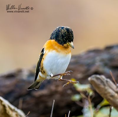 Peppola (Fringilla montifringilla)