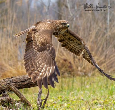 Poiana (Buteo buteo)