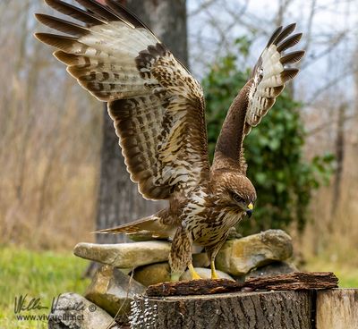 Poiana (Buteo buteo)