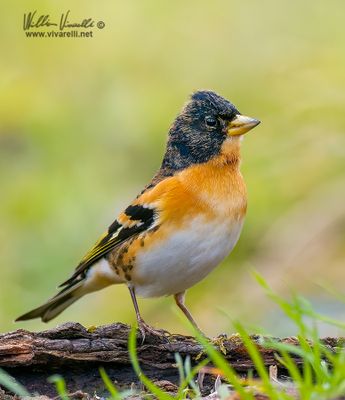 Peppola (Fringilla montifringilla)