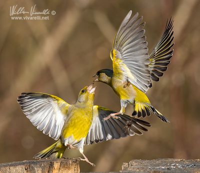 Verdone (Chloris chloris)