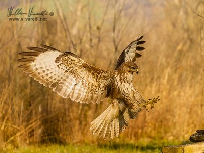 Poiana (Buteo buteo)