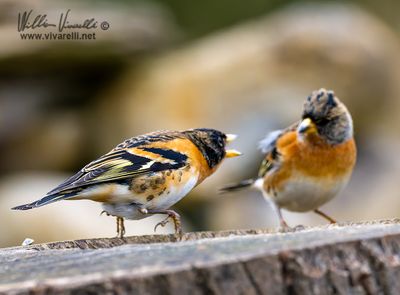 Peppola (Fringilla montifringilla)