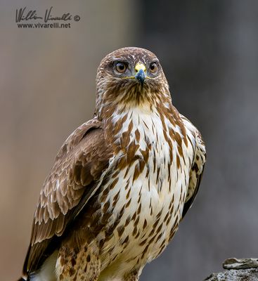 Poiana (Buteo buteo)