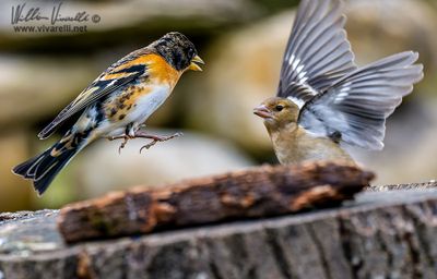 Peppola (Fringilla montifringilla)