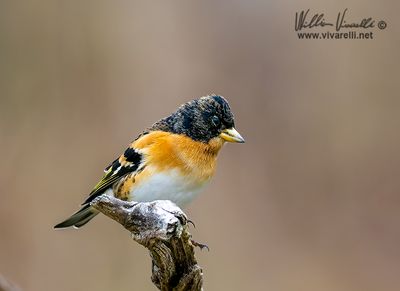 Peppola (Fringilla montifringilla)
