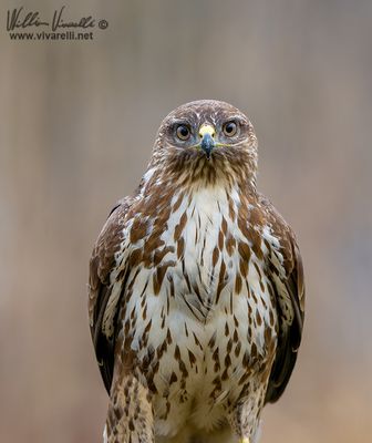 Poiana (Buteo buteo)