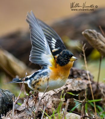 Peppola (Fringilla montifringilla)