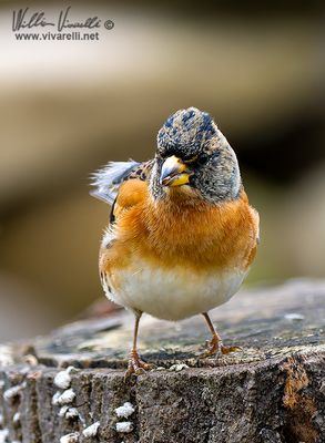 Peppola (Fringilla montifringilla)