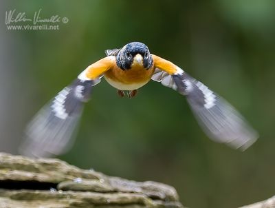 Peppola (Fringilla montifringilla)