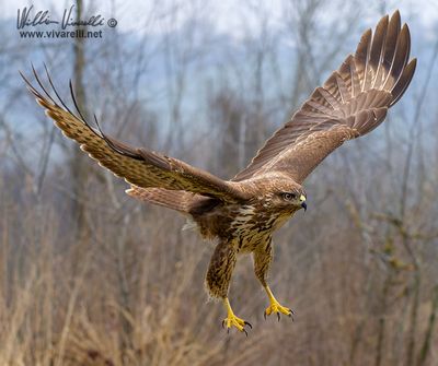 Poiana (Buteo buteo)