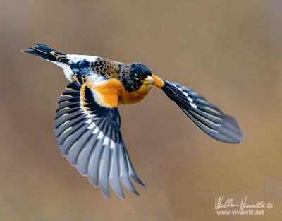 Peppola (Fringilla montifringilla)