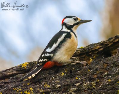 Picchio rosso maggiore (Dendrocopos major)