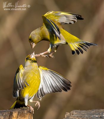 Verdone (Chloris chloris)