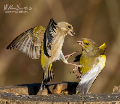 Verdone (Chloris chloris)