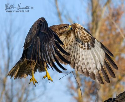 Poiana (Buteo buteo)