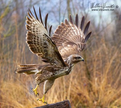 Poiana (Buteo buteo)