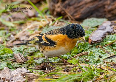 Peppola (Fringilla montifringilla)