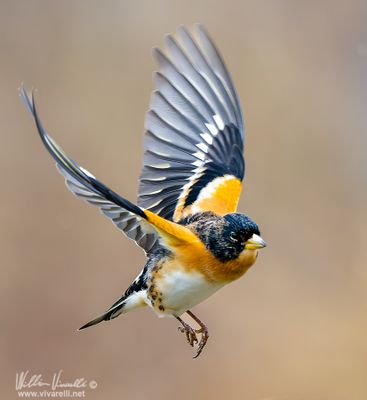 Peppola (Fringilla montifringilla)