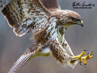 Poiana (Buteo buteo)