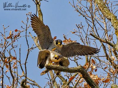 Falco pellegrino (Falco peregrinus)