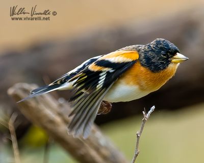Peppola (Fringilla montifringilla)