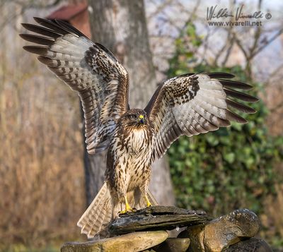 Poiana (Buteo buteo)