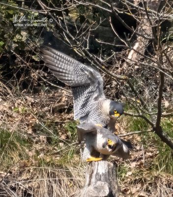 Falco pellegrino (Falco peregrinus)