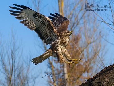 Poiana (Buteo buteo)