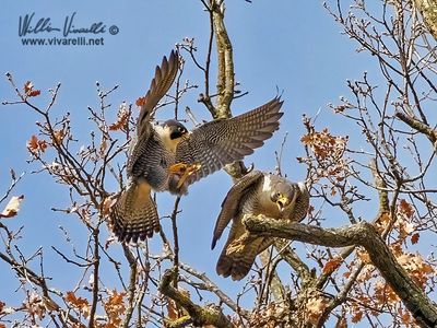 Falco pellegrino (Falco peregrinus)